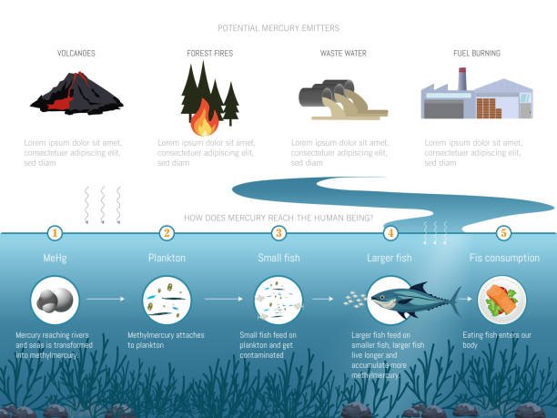 Heavy Metals and Their Risks