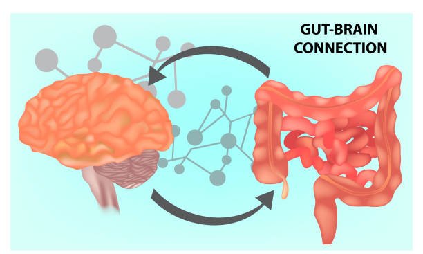 The Gut-Brain Connection