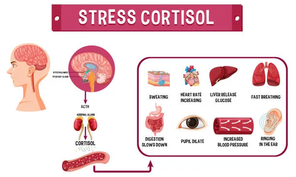 How Oxidative Stress Connects to Hormonal Health