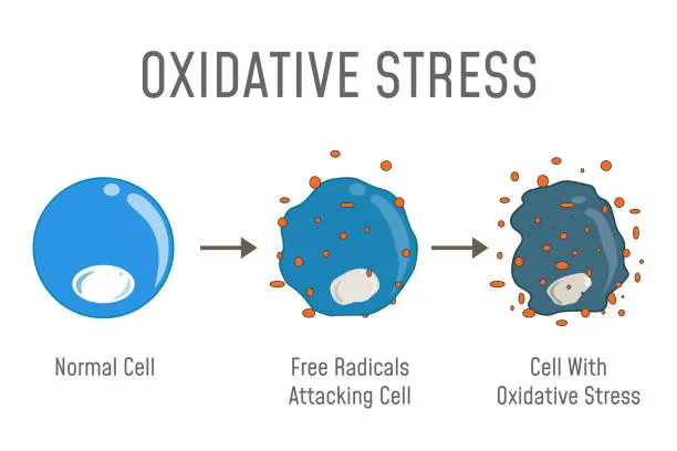 How Stress Becomes Oxidative Damage